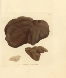 Éponge, Spongionella pulchella (Spongia pulchella). Gravure à la main en cuivre colorée par James Sowerby de The British Miscellany, ou Figures colorées de sujets animaux nouveaux, rares ou peu connus