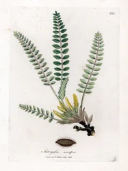 Astragale sans tige - Astragale sans tige, Astragalus excapus. Gravure sur cuivre coloriée à la main d