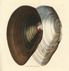 Moule cygne, Anodonta stagnalis (Mytilus stagnalis). Gravure à la main en cuivre colorée par James Sowerby de The British Miscellany, ou Figures colorées de sujets animaux nouveaux, rares ou peu connus