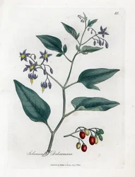 Douce-amère ou morelle douce-amère - Morelle douce-amère, Solanum dulcamara. Gravure à la main en couleur d