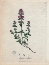 Thym (Thymus vulgaris)