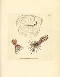 Spirobranchus triqueter