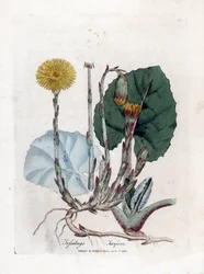 Tussilage - Tussilago farfara. Gravure à la main d