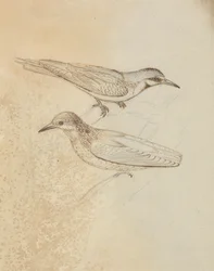 Deux grimpereaux ?