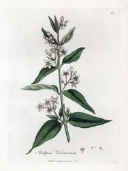 Variété d