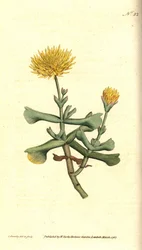 Variété de ficoïde, illustration botanique de James Sowerby du Botanical Magazine de William Curtis