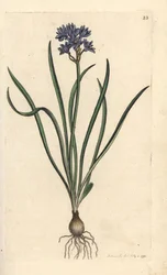 Scille de printemps