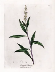 Polygale de Virginie - Senega, Polygala senega