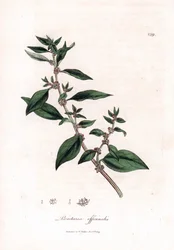 Pariétaire officinale, Parietaria officinalis