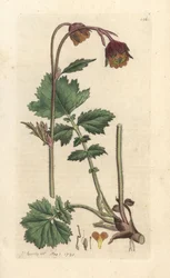 Benoîte des ruisseaux