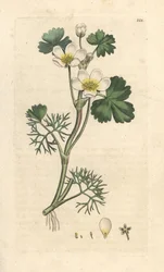Renoncule aquatique, Ranunculus aquatilis (Bouton d
