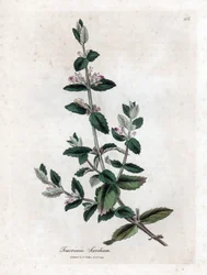 Germandrée d