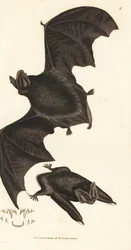 Barbastelle d