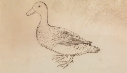 Canard siffleur à face blanche