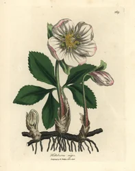 Hellébore noir à fleurs blanches ou rose de Noël, Helleborus niger