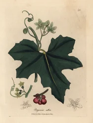 Bryone à fleurs blanches, Bryonia alba