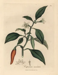 Piment de Guinée écarlate à fleurs blanches, Capsicum annuum