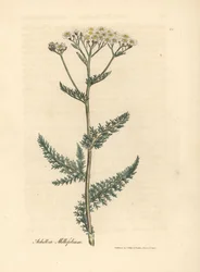 Achillée millefeuille à fleurs blanches, Achillea millefolium