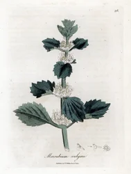 Marrube blanc - Marrubium vulgare. Gravure à la main d