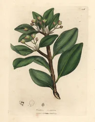 Écorce de Winter, Wintera aromatica, Drimys winteri