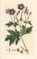 Géranium des bois, Geranium sylvaticum