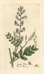 Vesce des bois, Vicia sylvatica