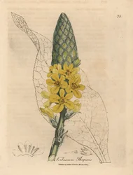 Molène à grandes feuilles à fleurs jaunes, Verbascum thapsus