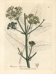 Opopanax à fleurs jaunes ou panais rugueux, Pastinaca opopanax