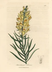 Muflier jaune, Antirrhinum linaria
