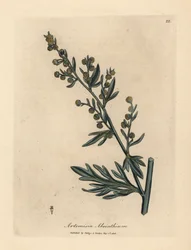 Absinthe à fleurs jaunes, Artemisia absinthium