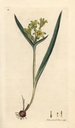 Gagée jaune