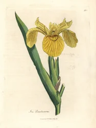 Iris jaune, Iris pseudocorus