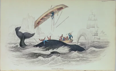 Baleine du Groenland, illustration de livre gravée par William Home Lizars (1788-1859)
