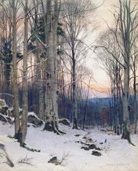 Crépuscule, bois de hêtres