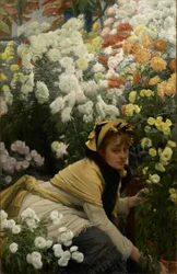 Chrysanthèmes