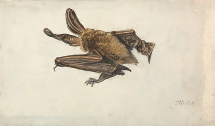 Une chauve-souris