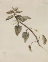 Une branche feuillue