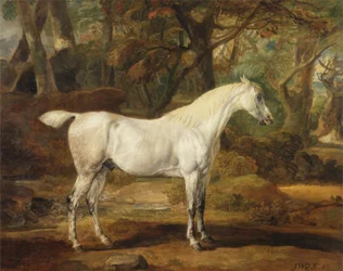 Un étalon arabe gris, propriété de Sir Watkin Williams-Wynn, c.1815-20