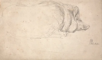 Un porc endormi