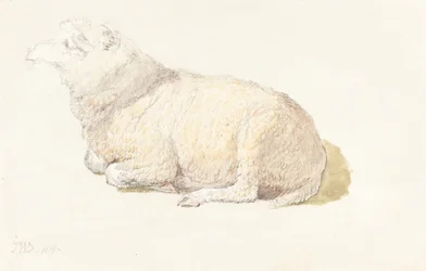 Un mouton au repos