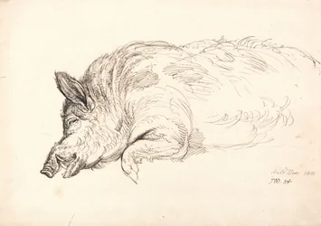 Un sanglier, endormi ou mort, 1814