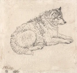 Chien arctique, face à la droite