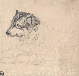 Chien arctique, face à gauche