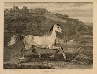 Cheval cosaque, de Chevaux célèbres, une série de quatorze gravures de courses publiée par l
