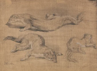 Furets
