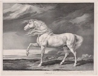 Quatorze chevaux célèbres : Adonis