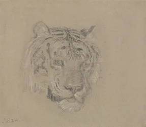 Tête de tigre