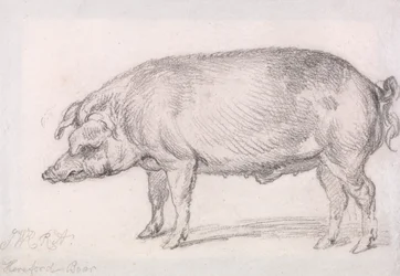 Sanglier de Hereford