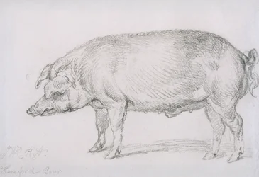 Sanglier de Hereford, c.1803-04
