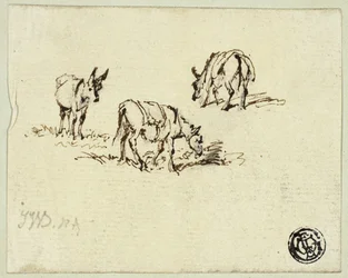 Chevaux et mules au pâturage